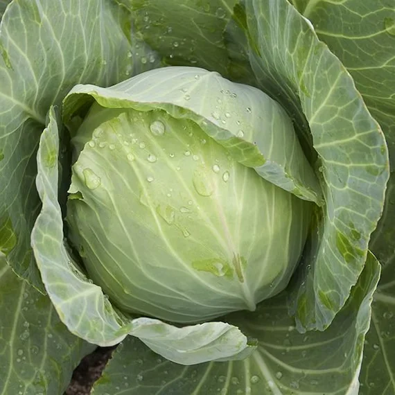 budgetseeds2936194