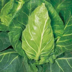 budgetseeds2936233