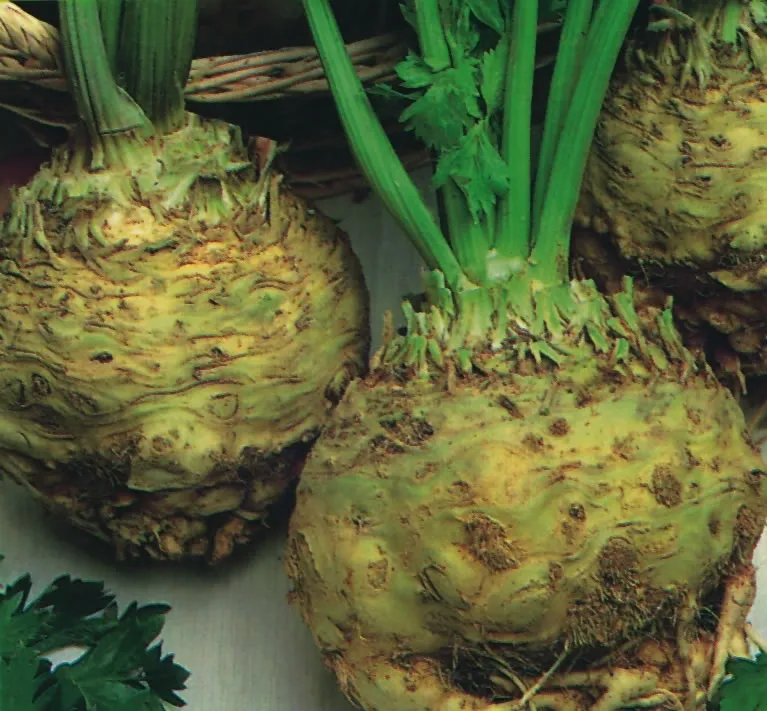 budgetseeds2936416