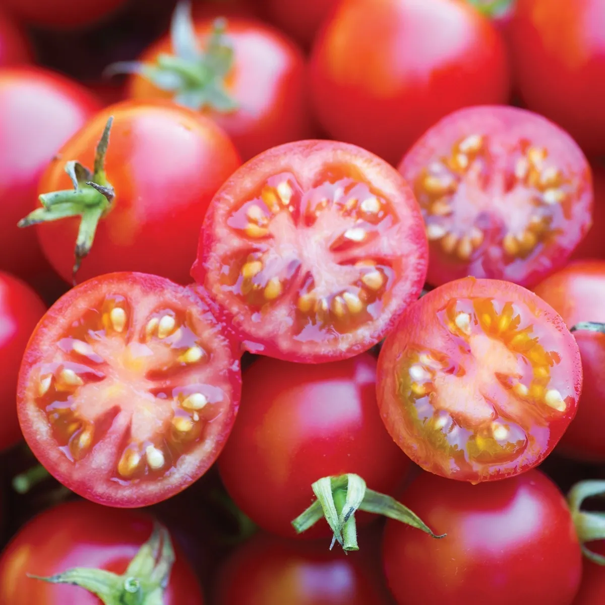 budgetseeds2936644
