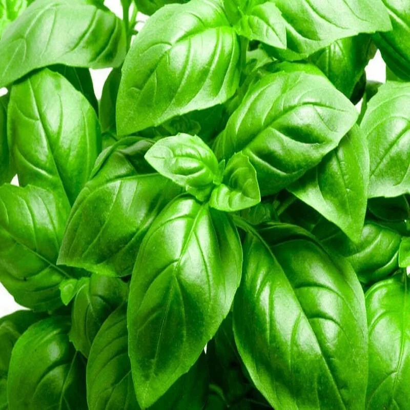 budgetseeds2936770