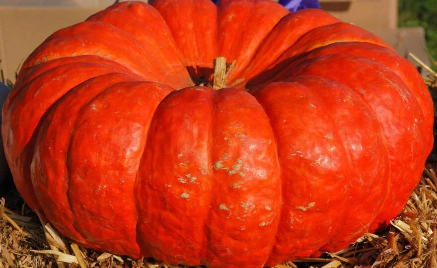 budgetseeds2936783