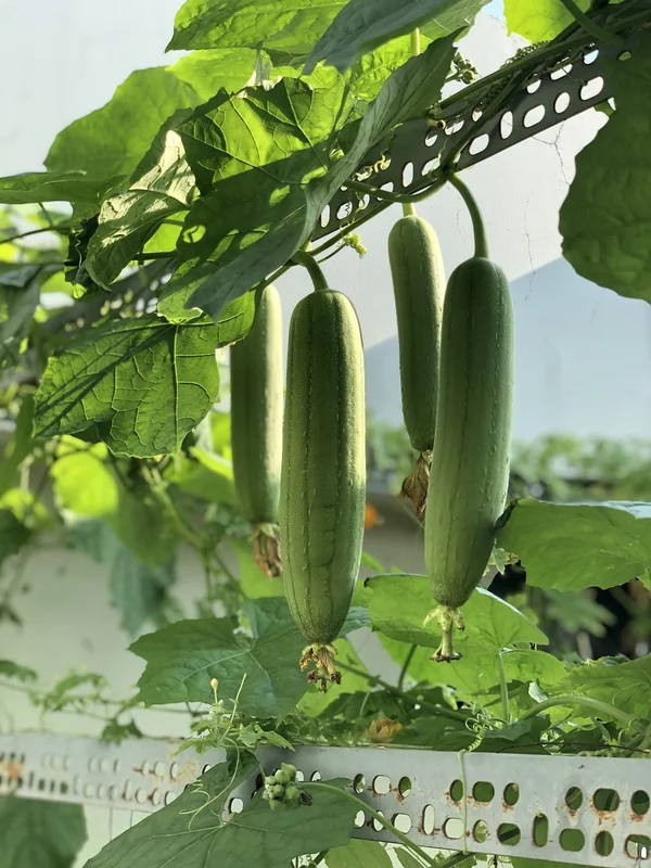 budgetseeds2936827