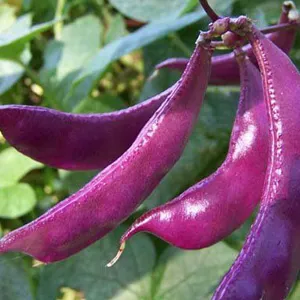 budgetseeds2936847