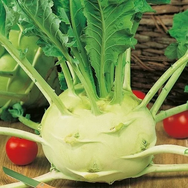 budgetseeds2936904