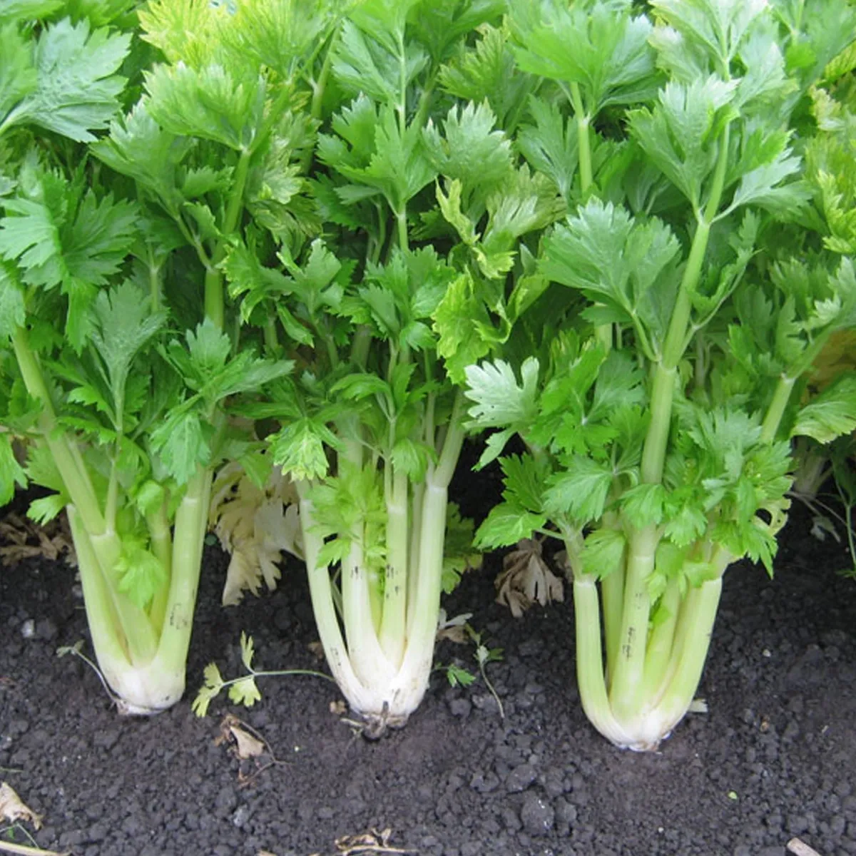 budgetseeds2936955