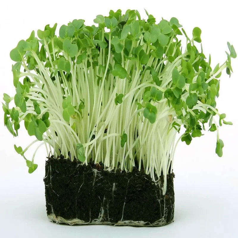 budgetseeds2937033