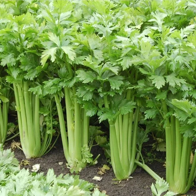 budgetseeds2937100