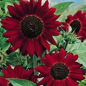 budgetseeds2937142