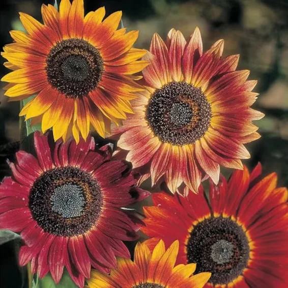 budgetseeds2937163