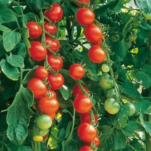 budgetseeds2937207