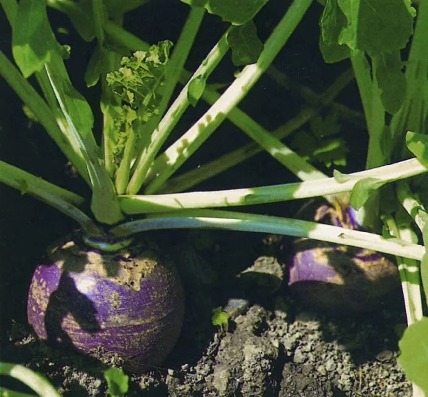 budgetseeds2937240