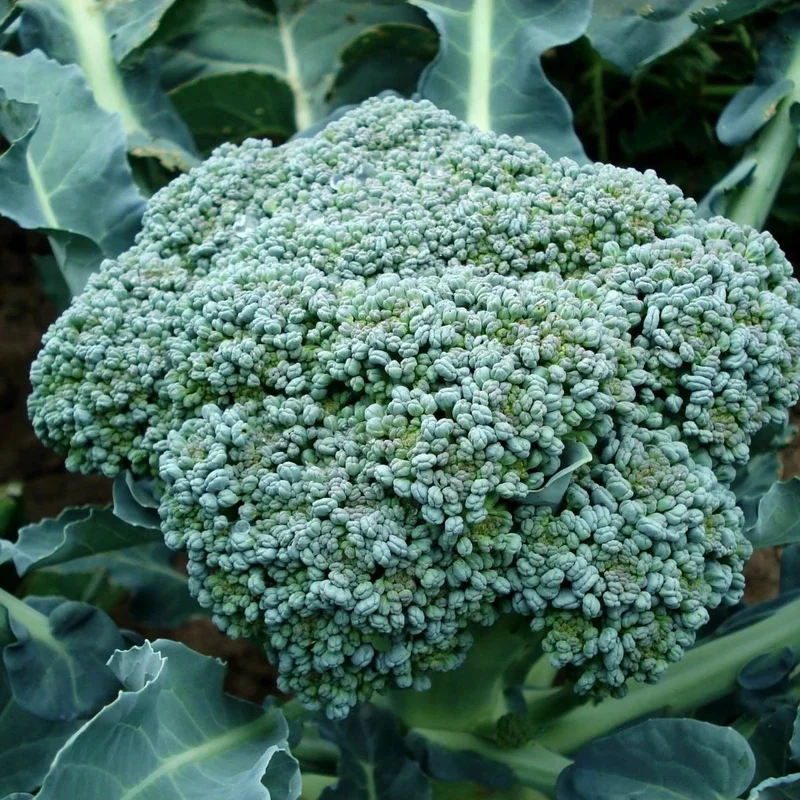 budgetseeds2937283