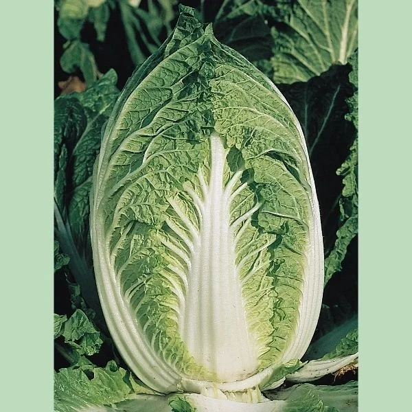 budgetseeds2937301