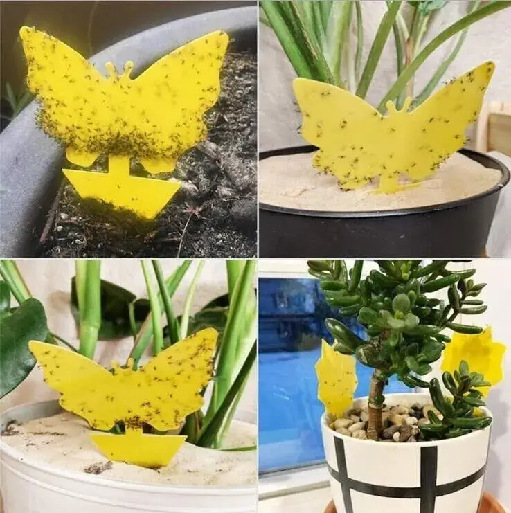 budgetseeds2937318