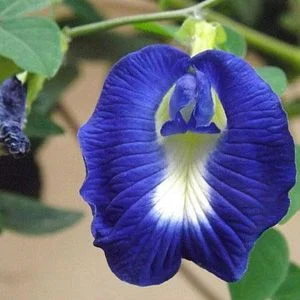 budgetseeds2937411