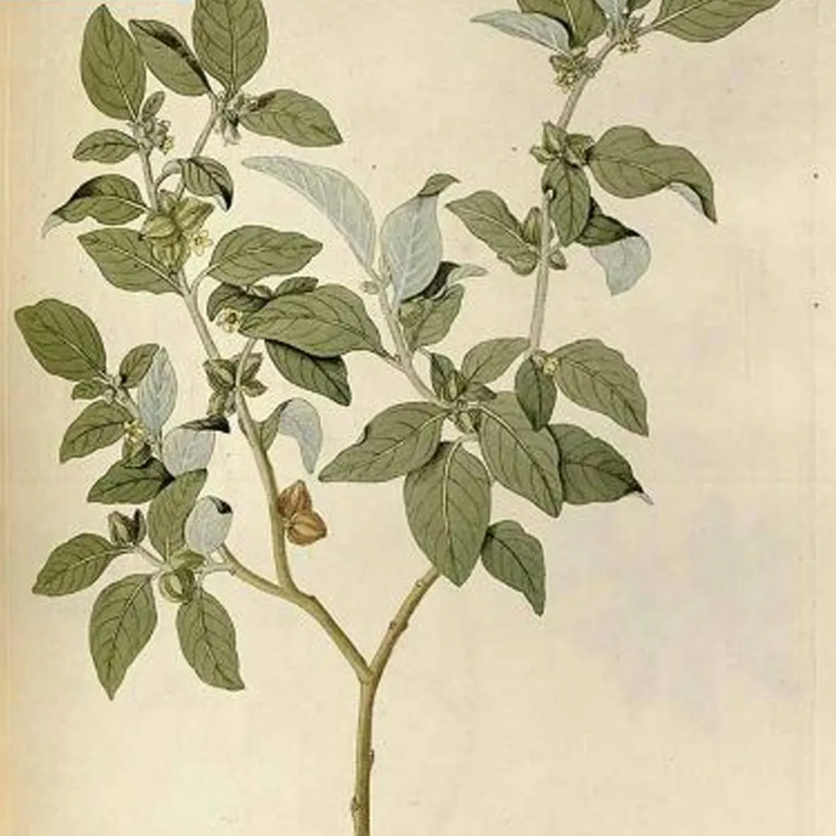 budgetseeds2937523