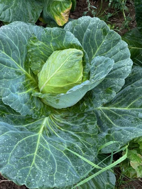 budgetseeds2937601
