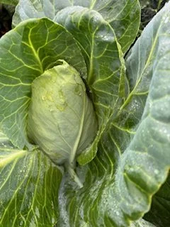 budgetseeds2937618