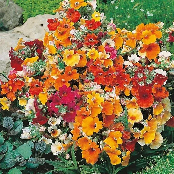budgetseeds2938130