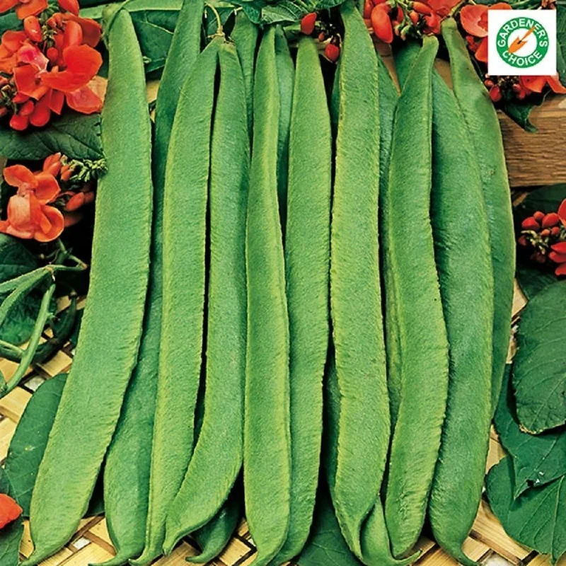 budgetseeds2938986