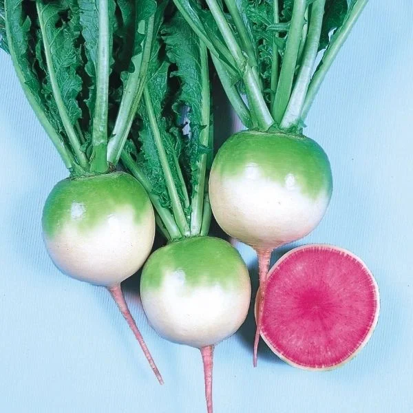 budgetseeds2938999