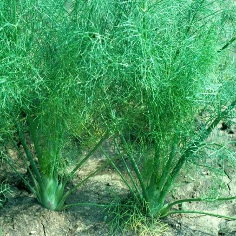 budgetseeds2939179