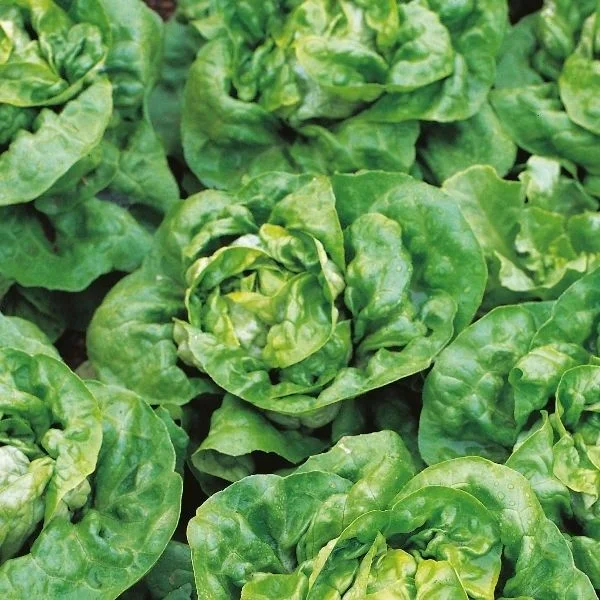 budgetseeds2939251