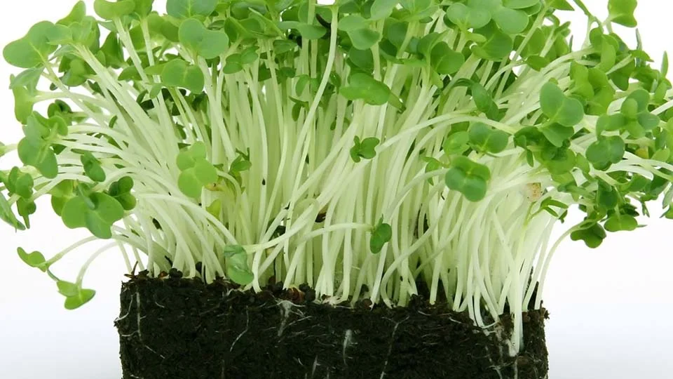 budgetseeds2939323