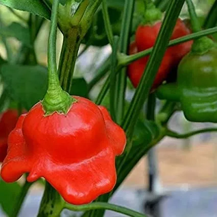 budgetseeds2939377