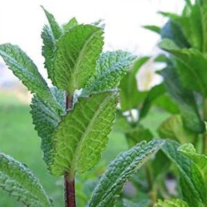 budgetseeds2939969