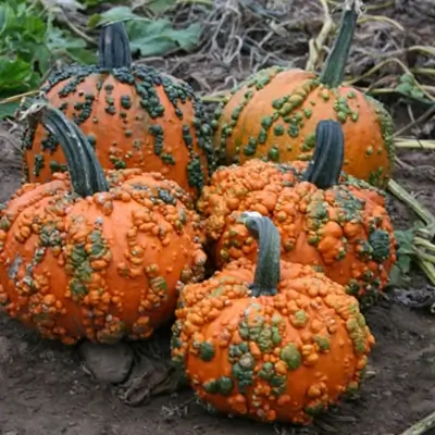 budgetseeds2940006
