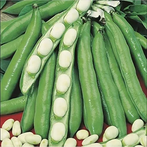budgetseeds2940075