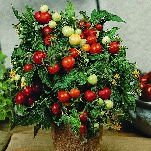 budgetseeds2940158