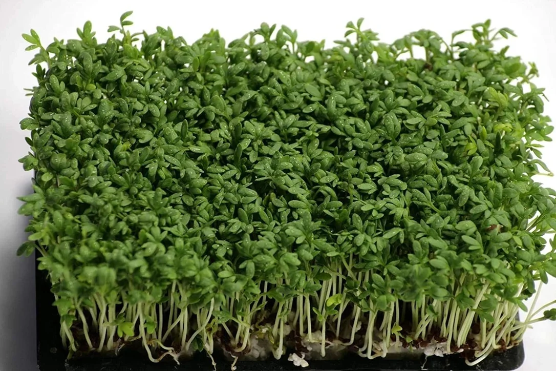 budgetseeds2940328