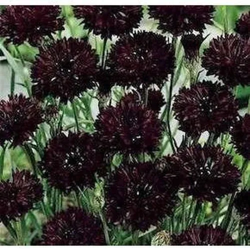 budgetseeds2940409