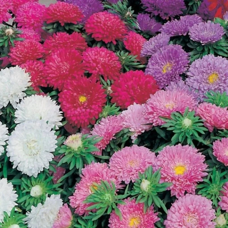 budgetseeds2940480
