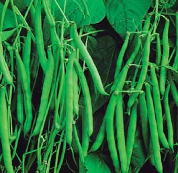 budgetseeds2940682