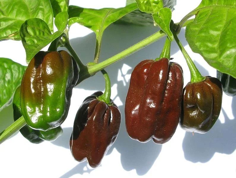 budgetseeds2940767