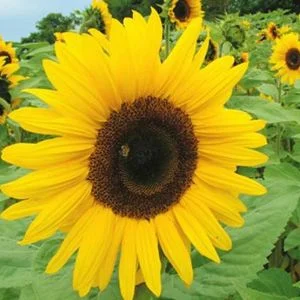 budgetseeds2940871