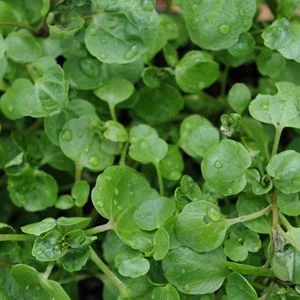 budgetseeds2940903