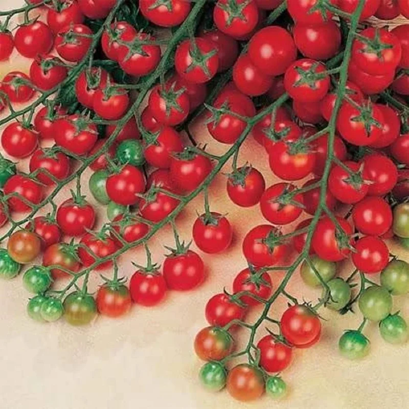 budgetseeds2940932