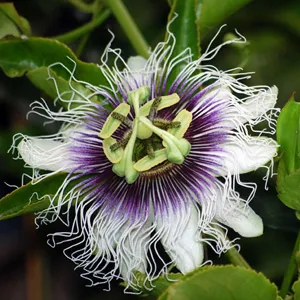 budgetseeds2940961