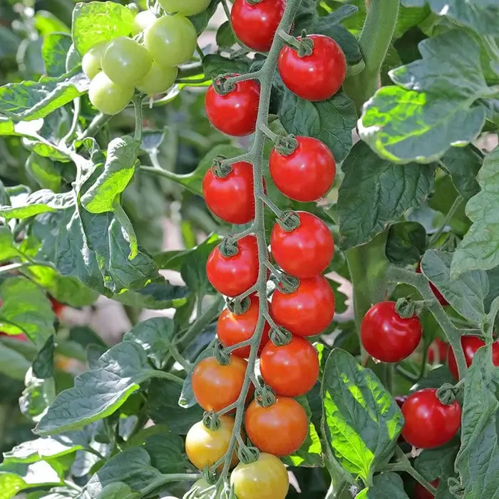 budgetseeds2941155