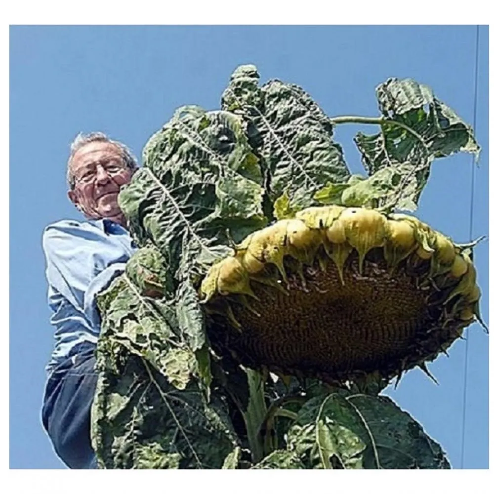budgetseeds2941228