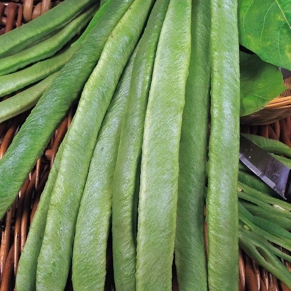 budgetseeds2941263