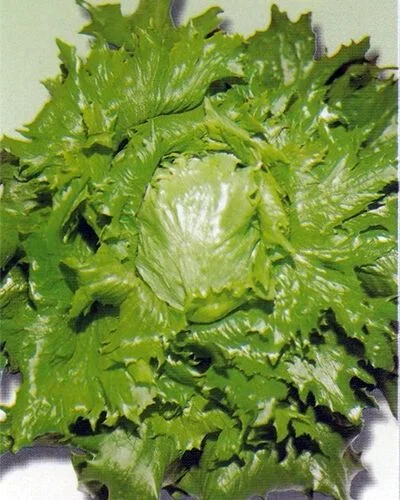 budgetseeds2941425
