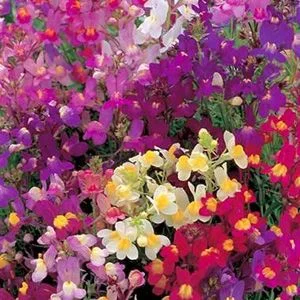 budgetseeds2941696