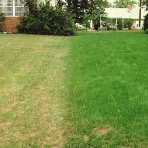 budgetseeds2941868