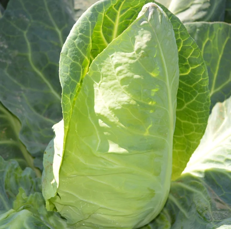 budgetseeds2941921